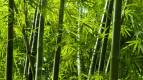 KEEP bamboo 6